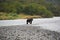 Alaskan Coastal Brown Bear