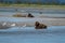 Alaskan coastal brown bear eats a salmon fish in Katmai National Park