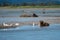 Alaskan coastal brown bear grizzly eats a salmon fish he caugh