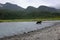 Alaskan Coastal Brown Bear, Katmai