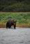 Alaskan Coastal Brown Bear, Katmai