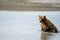 Alaskan coastal brown grizzly bear sits in water as he fishes for food