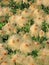 Alaskan Cotton Grass - Close-up