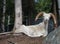 Alaskan Dall Sheep