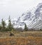 Alaskan Fall Moose