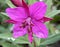 Alaskan fireweed with morning dew