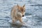 Alaskan Gray Wolf Canis lupis