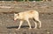 Alaskan Gray Wolf Canis lupis