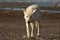 Alaskan Gray Wolf Canis lupis