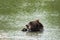 Alaskan grizzly bear sits in the water, eating a stick with his two paws and claws