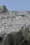 Alaskan gulls roosting on rock face