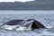 Alaskan Humpback Whale Tail near Juneau