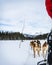 Alaskan huskies sled dogs, mushing through a snowy winter wilderness.