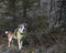 Alaskan Husky,Attentive dog during the hunting season equipped with a safety vest in signal color