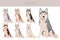 Alaskan husky clipart. Different poses, coat colors set