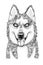 Alaskan husky dog head hand drawn illustration. Ink black and white drawing, isolated
