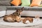 Alaskan husky and a domestic cat lying in a living room