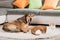 Alaskan husky and a domestic cat lying in a living room