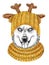 Alaskan husky with gold knitted hat and scarf. Hand drawn illustration of dressed dog