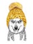 Alaskan husky with gold knitted hat and scarf. Hand drawn illustration of dressed dog