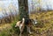  Alaskan Husky,Male dog, raises his leg to a tree to pee and looks into the camera