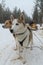 Alaskan husky at Musher Camp in Finnish Lapland capital Rovaniemi