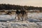 Alaskan husky puppies same litter walk through snow in field on frosty sunny winter day. Young dogs have fun and