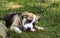 Alaskan Husky puppy nibbles on a bone.