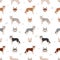 Alaskan husky seamless pattern Different poses, coat colors set