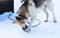 Alaskan husky sled dog chewing on a piece of frozen fish