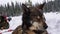 Alaskan husky sled dogs resting on the trail in a white snowy wild forest.