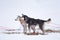 Alaskan husky sled dogs waiting for a sled pulling. Dog sport in winter. Dogs before the long distance sled dog race.