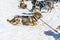 An Alaskan Husky team ready for an outing on the Denver glacier close to Skagway, Alaska