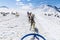 An Alaskan Husky team ready for a run out on the Denver glacier close to Skagway, Alaska