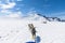 An Alaskan Husky team on a run on the Denver glacier close to Skagway, Alaska