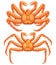 Alaskan king crab. Vector illustration