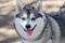 Alaskan Klee Kai