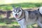 Alaskan Klee Kai