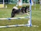 Alaskan Klee Kai at Dog Agility Trial