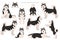 Alaskan malamute all colours clipart. Different coat colors and poses set