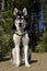 Alaskan Malamute in an alpine camping