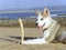 Alaskan Malamute On Beach