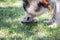 An Alaskan Malamute breed dog drinks water from a cup on the grass on a sunny  day.