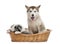 Alaskan Malamute and crossbreed puppies sitting in a basket