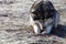 Alaskan Malamute digs a hole in frozen ground