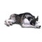 Alaskan Malamute Dog. 3D rendering with clipping