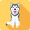 Alaskan Malamute dog icon flat design