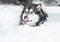 alaskan malamute dog lying in snow. Lick nose.