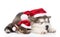 Alaskan malamute dog and maine coon cat with red santa hats sleeping together. isolated on white
