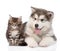 Alaskan malamute dog and maine coon cat together. isolated